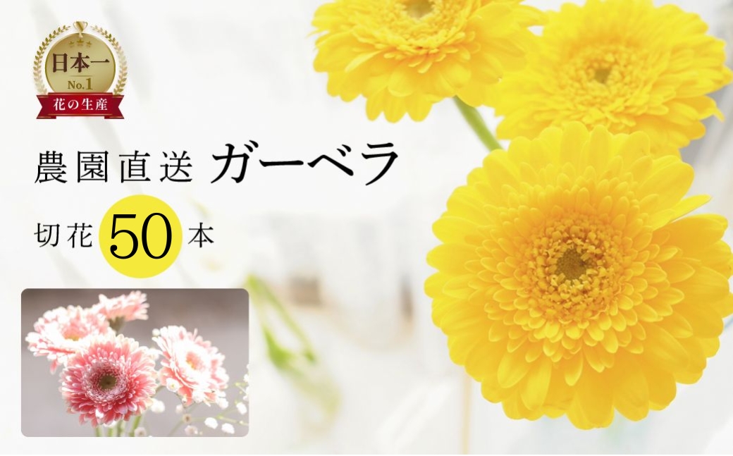 近藤フラワーガーデン 農園直送 ガーベラ切花50本　生花 ギフト プレゼント 愛知県 田原市