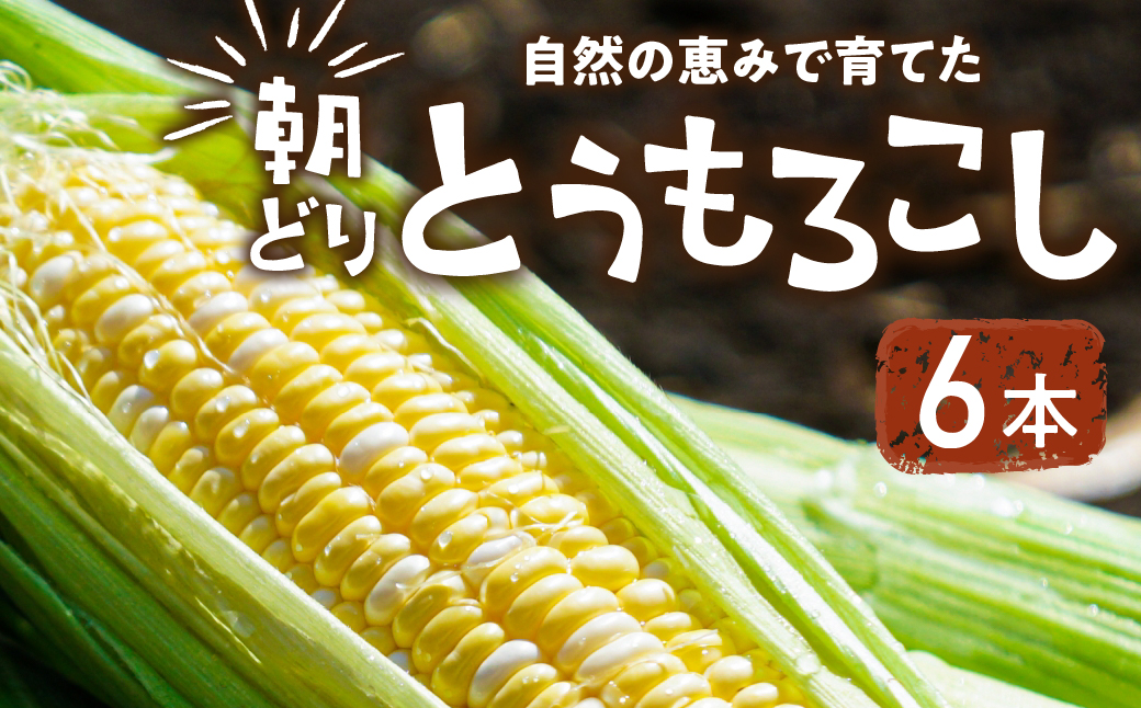 【先行予約】自然の恵みで育った 朝どりとうもろこし 6本 とうもろこし 朝採り トウモロコシ コーン 農家直送 旬 期間限定 野菜 ノンケミカル 6月 7月 愛知県 田原市 渥美半島 冷蔵 送料無料