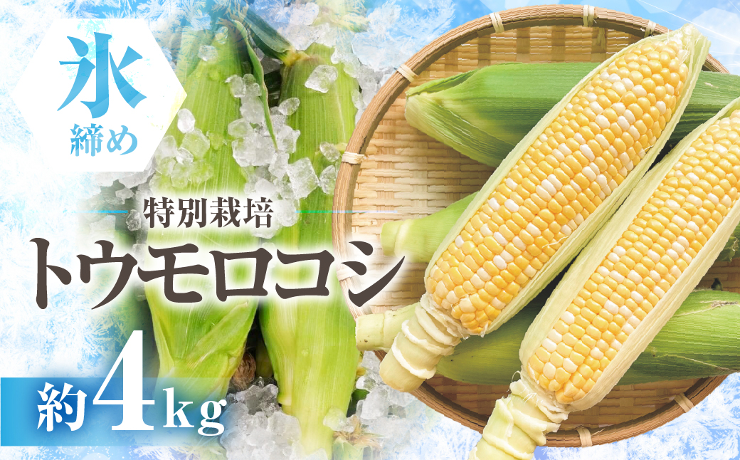 渥美半島産　寺田さんちのとうもろこし　バイカラー 10本～12本 約4kg とうもろこし デザート 農家直送 送料無料 朝採れ コーン 野菜 キャンプ BBQ バーベキュー おやつ 田原市 渥美半島 愛知県 夏 旬