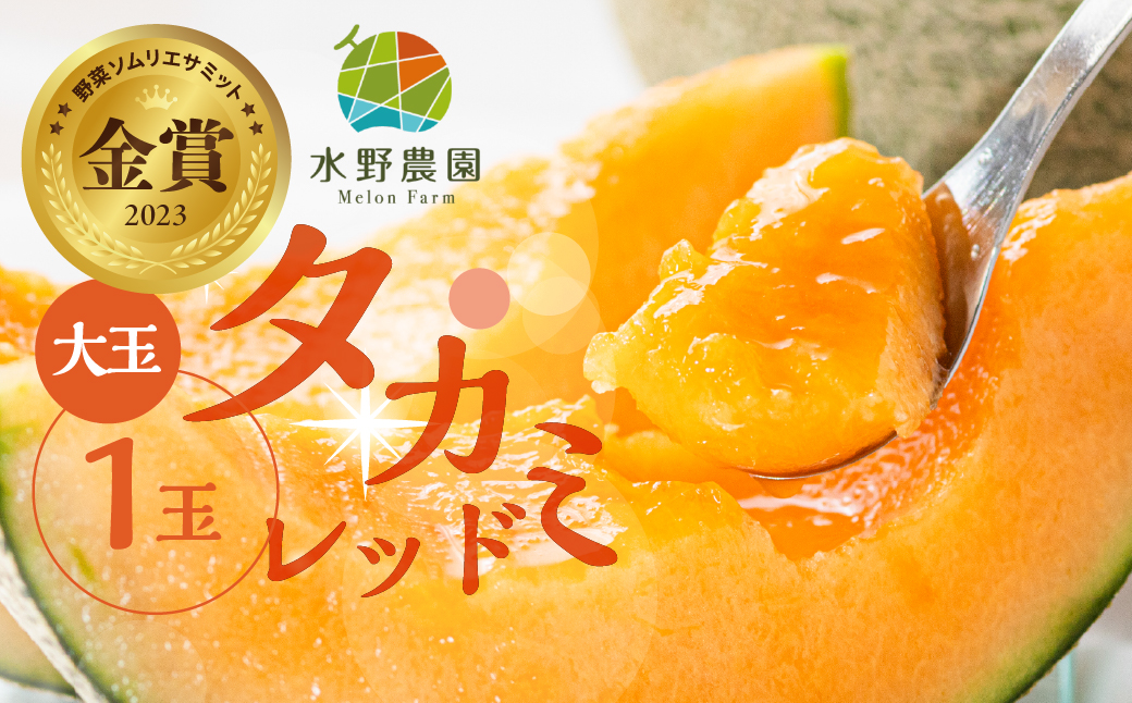 【先行予約】2026年6月お届け 水野農園タカミレッド　大玉１玉 メロン めろん 先行受付 フルーツ 果物 お中元 お取り寄せ ギフト 渥美半島 田原市 産地直送 送料無料 農家直送 産直 ネット系メロン くだもの デザート メロン 糖度  赤肉メロン