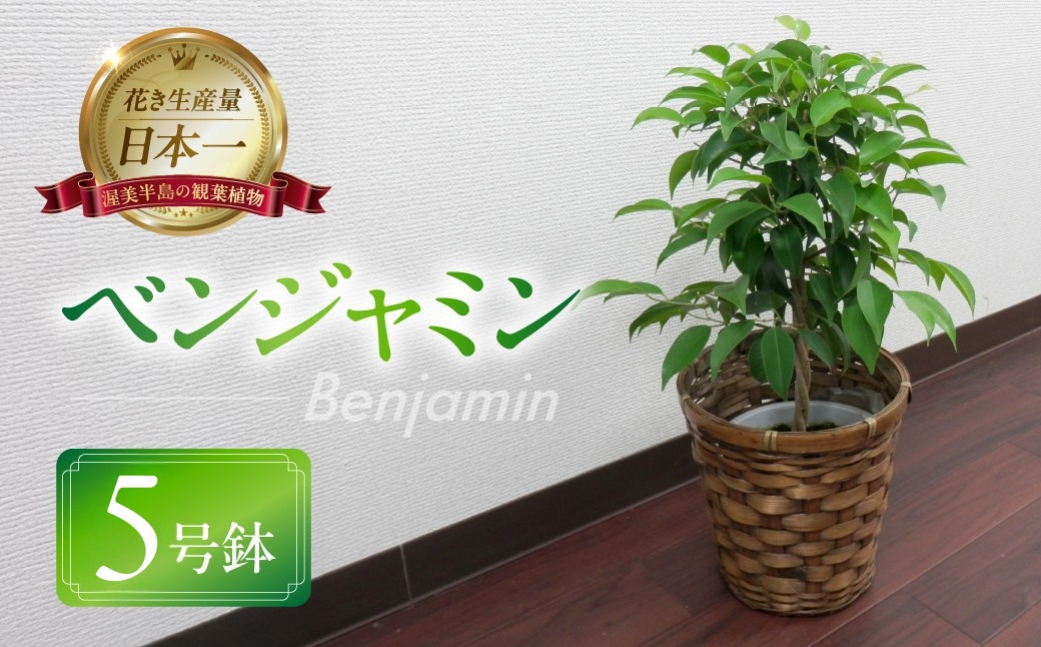 ベンジャミン 観葉植物 植物 5号鉢 人気 おしゃれ かわいい お手入れ 室内 大鉢 中型 インテリア リビング 玄関 寝室 キッチン オフィス プレゼント ギフト 新居 入居 インテリアグリーン グリーン 緑 植物