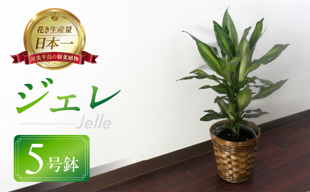 ジェレ 観葉植物 植物 5号鉢 ジェレ 人気 おしゃれ かわいい お手入れ 室内 大鉢 中型 インテリア リビング 玄関 寝室 キッチン オフィス プレゼント ギフト 新居 入居 インテリアグリーン グリーン 緑 植物