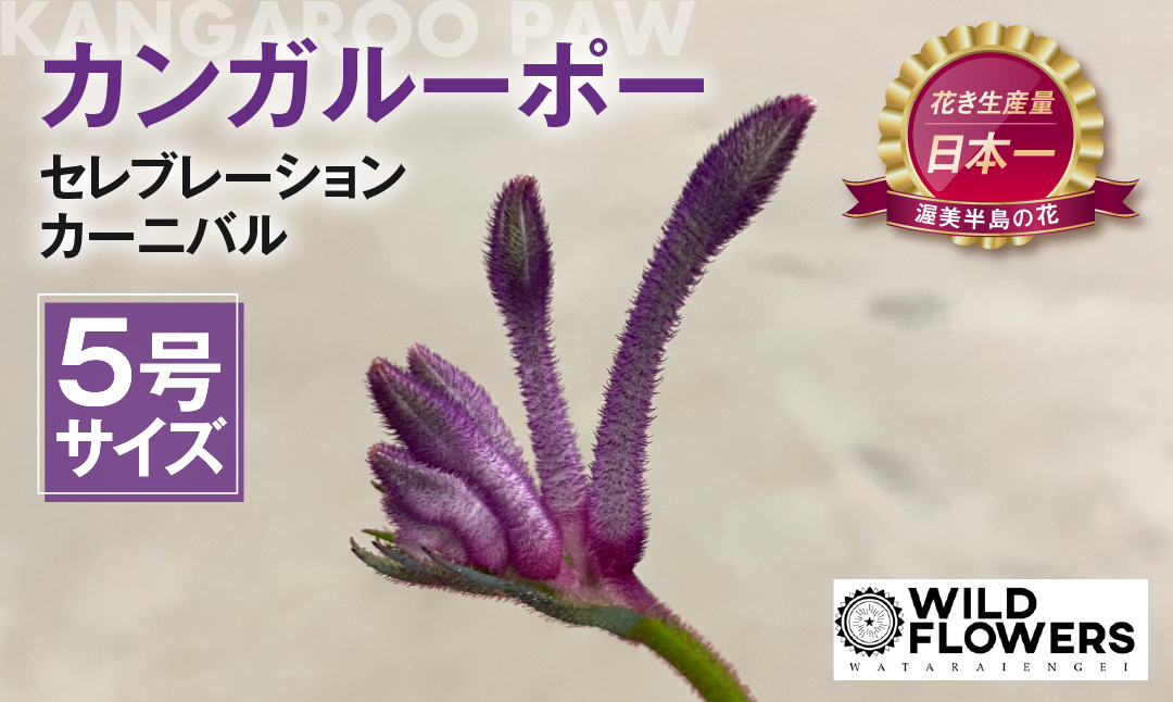 《先行予約》カンガルーポー セレブレーション カーニバル 5号サイズ 1鉢 ワタライ園芸 カンガルーポー 観葉植物 花 鉢植え 鉢 温室 植物 グリーン ガーデニング 花 フラワー