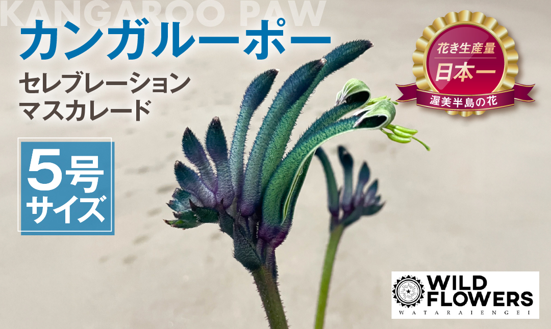 《先行予約》カンガルーポー セレブレーション マスカレード 5号サイズ 1鉢 ワタライ園芸 カンガルーポー 観葉植物 花 鉢植え 鉢 温室 植物 グリーン ガーデニング 花 フラワー