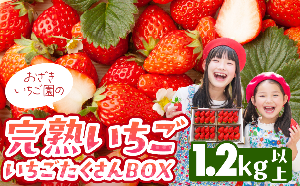 完熟いちご 1.2kg以上 いちごたくさんBOX いちご イチゴ 苺 章姫 大粒 ストロベリー ベリー ジャム いちごジャム イチゴジャム いちご狩り いちご園 おざきいちご園 渥美半島 愛知県 田原市