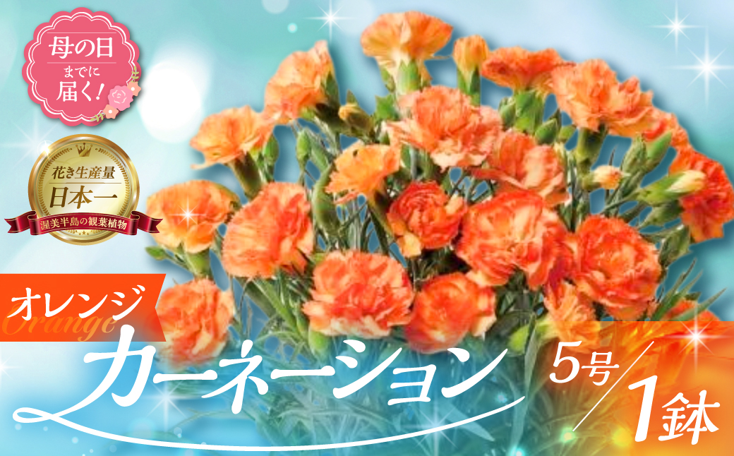 《母の日までにお届け》【オレンジ】カーネーション 鉢植え 5号鉢 花 フラワー ギフト 母の日 贈り物 プレゼント 母 ママ お母さん ありがとう 感謝 贈答 鉢