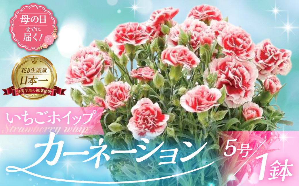 《母の日までにお届け》【いちごホイップ】カーネーション 鉢植え 5号鉢 花 フラワー ギフト 母の日 贈り物 プレゼント 母 ママ お母さん ありがとう 感謝 贈答 鉢