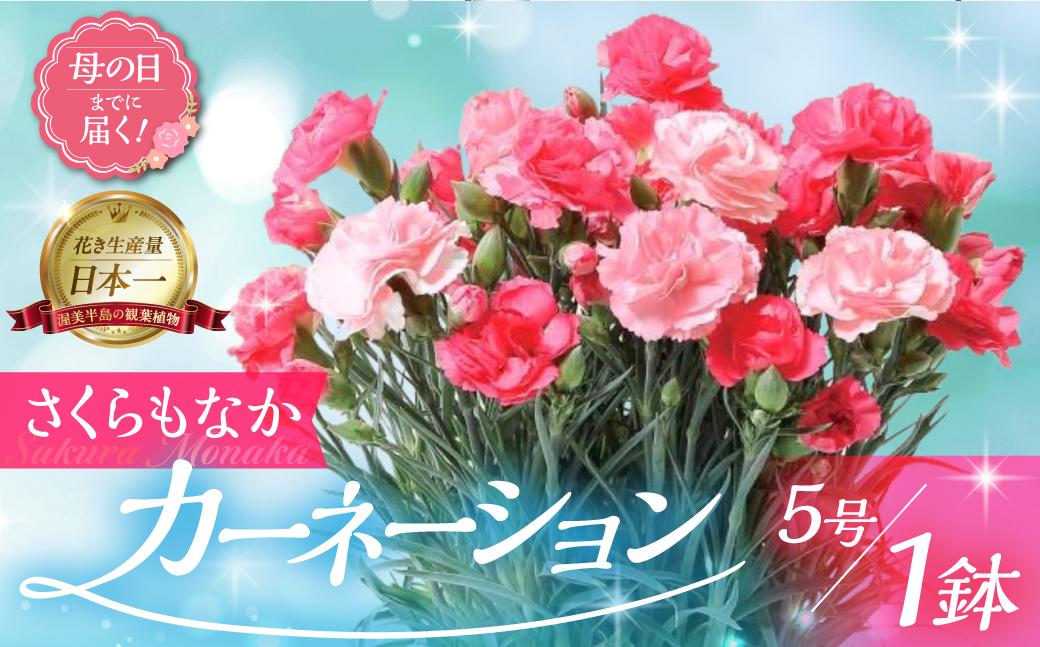《母の日までにお届け》【さくらもなか】カーネーション 鉢植え 5号鉢 花 フラワー ギフト 母の日 贈り物 プレゼント 母 ママ お母さん ありがとう 感謝 贈答 鉢