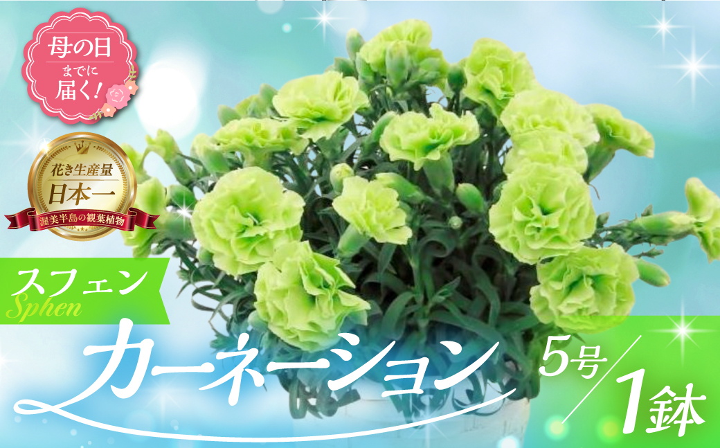 《母の日までにお届け》【スフェン】カーネーション 鉢植え 5号鉢 花 フラワー ギフト 母の日 贈り物 プレゼント 母 ママ お母さん ありがとう 感謝 贈答 鉢