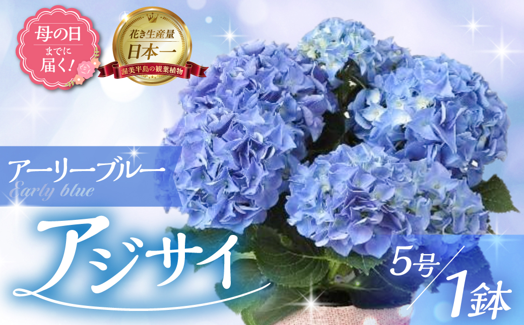 《母の日までにお届け》アジサイ【アーリーブルー】 アジサイ あじさい 紫陽花 花 鉢植え 鉢 鉢花 花 観葉植物 植物 5号鉢 人気 おしゃれ かわいい 母の日 プレゼント 贈り物 贈答 ギフト 冬 フラワーギフト 母の日 ありがとう お母さん 母 記念日