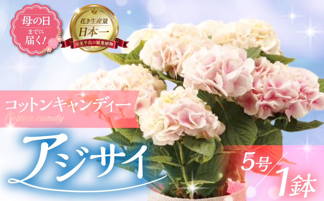 《母の日までにお届け》アジサイ【コットンキャンディー】 アジサイ あじさい 紫陽花 花 鉢植え 鉢 鉢花 花 観葉植物 植物 5号鉢 人気 おしゃれ かわいい 母の日 プレゼント 贈り物 贈答 ギフト 冬 フラワーギフト 母の日 ありがとう お母さん 母 記念日
