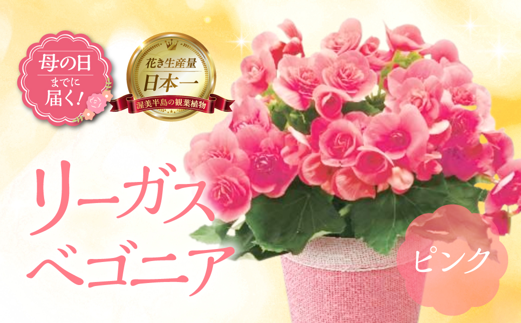 《母の日までにお届け》リーガスベゴニア ピンク ベゴニア 花 花 鉢植え 鉢 鉢花 花 観葉植物 植物 5号鉢 人気 おしゃれ かわいい 母の日 プレゼント 贈り物 贈答 ギフト 冬 フラワーギフト 母の日 ありがとう お母さん 母 記念日