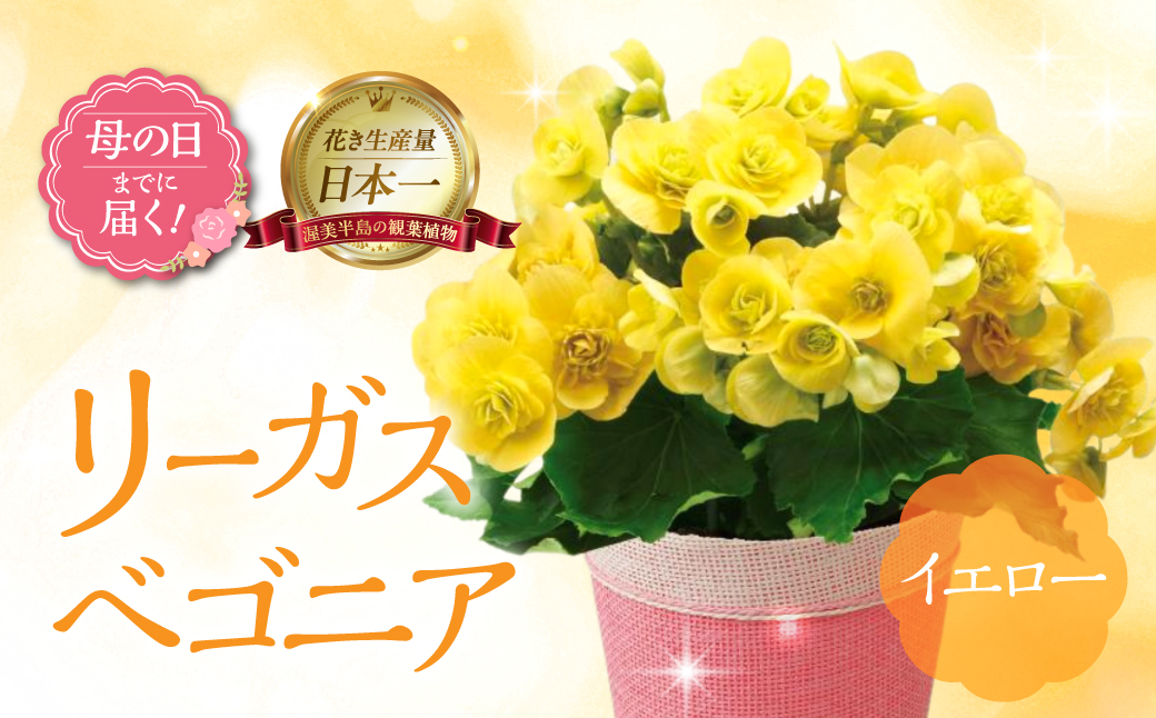 《母の日までにお届け》リーガスベゴニア イエロー ベゴニア 花 花 鉢植え 鉢 鉢花 花 観葉植物 植物 5号鉢 人気 おしゃれ かわいい 母の日 プレゼント 贈り物 贈答 ギフト 冬 フラワーギフト 母の日 ありがとう お母さん 母 記念日