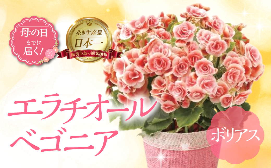 《母の日までにお届け》エラチオールベゴニア ボリアス ベゴニア 花 花 鉢植え 鉢 鉢花 花 観葉植物 植物 5号鉢 人気 おしゃれ かわいい 母の日 プレゼント 贈り物 贈答 ギフト 冬 フラワーギフト 母の日 ありがとう お母さん 母 記念日