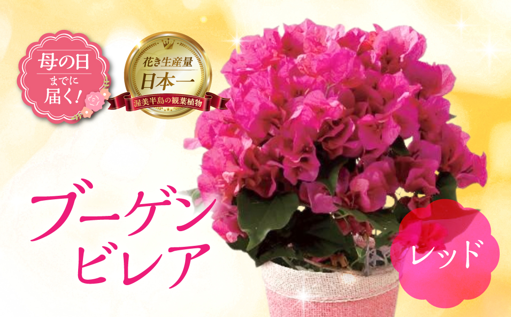 《母の日までにお届け》ブーゲンビレア レッド 花 花 鉢植え 鉢 鉢花 花 観葉植物 植物 5号鉢 人気 おしゃれ かわいい 母の日 プレゼント 贈り物 贈答 ギフト 冬 フラワーギフト 母の日 ありがとう お母さん 母 記念日