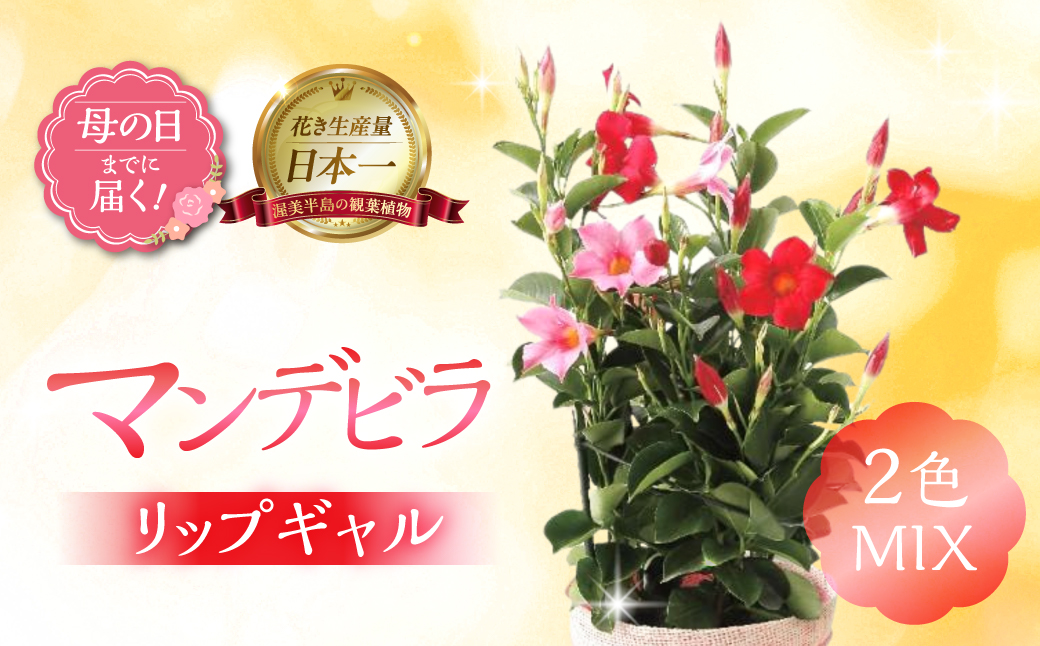 《母の日までにお届け》マンデビラ リップギャル 2色MIX 花 花 鉢植え 鉢 鉢花 花 観葉植物 植物 5号鉢 人気 おしゃれ かわいい 母の日 プレゼント 贈り物 贈答 ギフト 冬 フラワーギフト 母の日 ありがとう お母さん 母 記念日