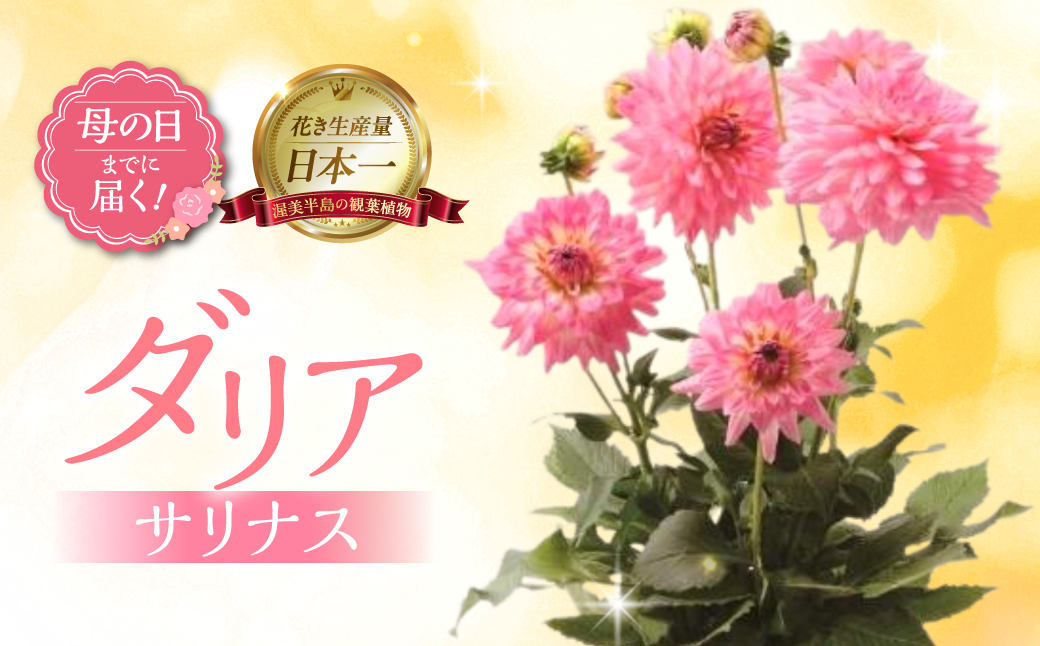 《母の日までにお届け》ダリア サリナス 花 花 鉢植え 鉢 鉢花 花 観葉植物 植物 6号鉢 人気 おしゃれ かわいい 母の日 プレゼント 贈り物 贈答 ギフト 冬 フラワーギフト 母の日 ありがとう お母さん 母 記念日