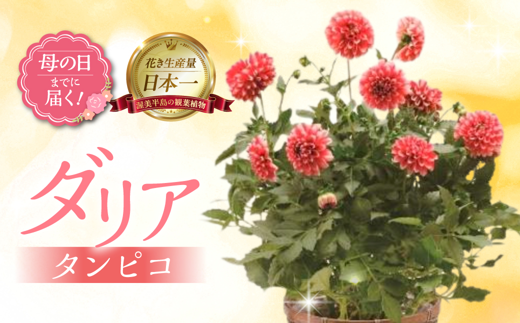 《母の日までにお届け》ダリア タンピコ 花 花 鉢植え 鉢 鉢花 花 観葉植物 植物 6号鉢 人気 おしゃれ かわいい 母の日 プレゼント 贈り物 贈答 ギフト 冬 フラワーギフト 母の日 ありがとう お母さん 母 記念日