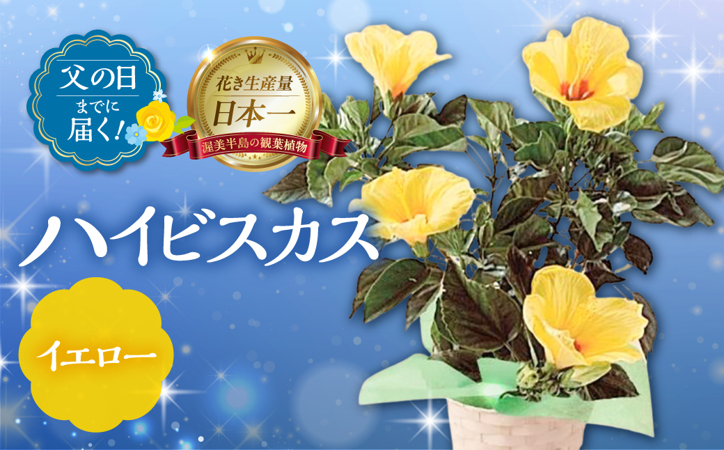 《父の日までにお届け》ハイビスカス イエロー 花 花 鉢植え 鉢 鉢花 花 観葉植物 植物 5号鉢 人気 おしゃれ かわいい 父の日 プレゼント 贈り物 贈答 ギフト 夏 フラワーギフト 父 ありがとう お父さん 父親 記念日