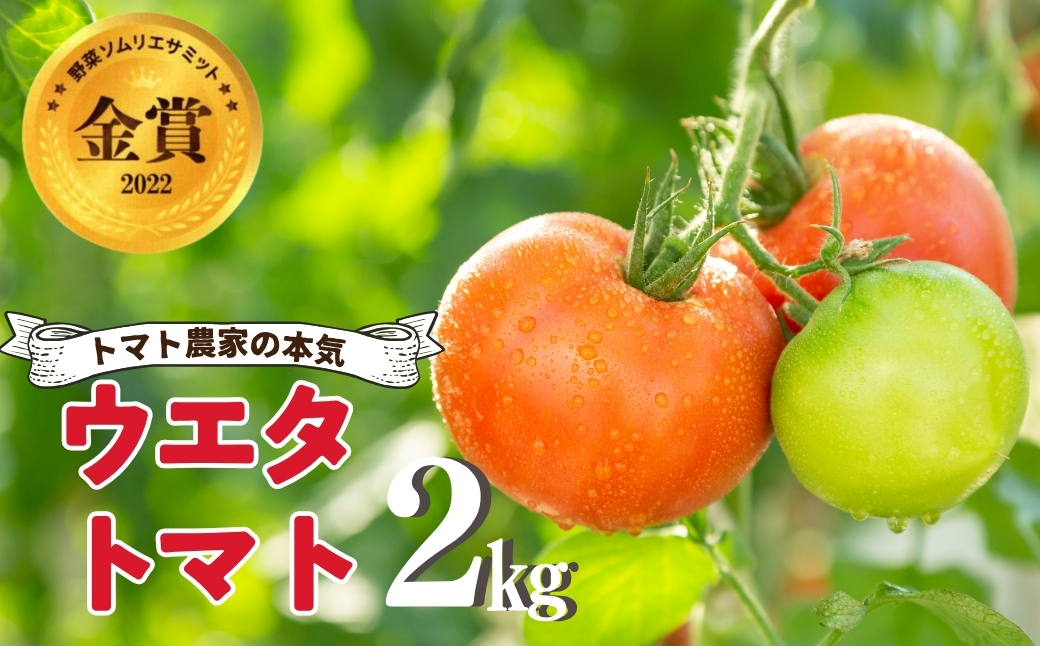《先行予約》 濃厚！ウエタトマトのトマト 2kg ／ とまと 冬トマト 野菜 厳選 愛知県 産地直送 田原市 渥美半島
