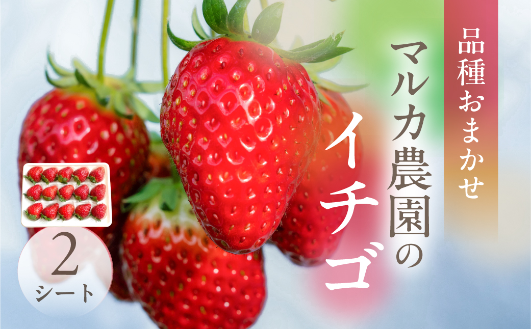《先行予約》マルカ農園のイチゴ　2パック いちご 苺 イチゴ フルーツ 果物 渥美半島 愛知県 田原市 どうまい