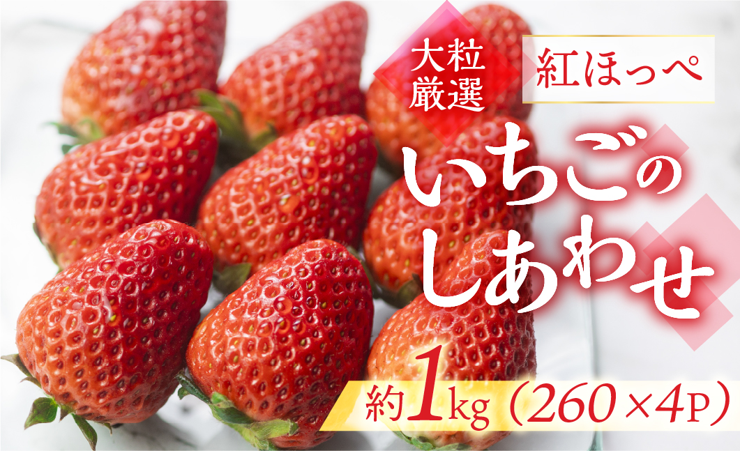 ≪先行予約≫【愛知県・田原産】ブランドいちご「いちごのしあわせ」4パック（約260g×4P） お届け月指定なし／ 苺 イチゴ フルーツ 果物 農薬節減 愛知県 特産品 産地直送 田原市 渥美半島