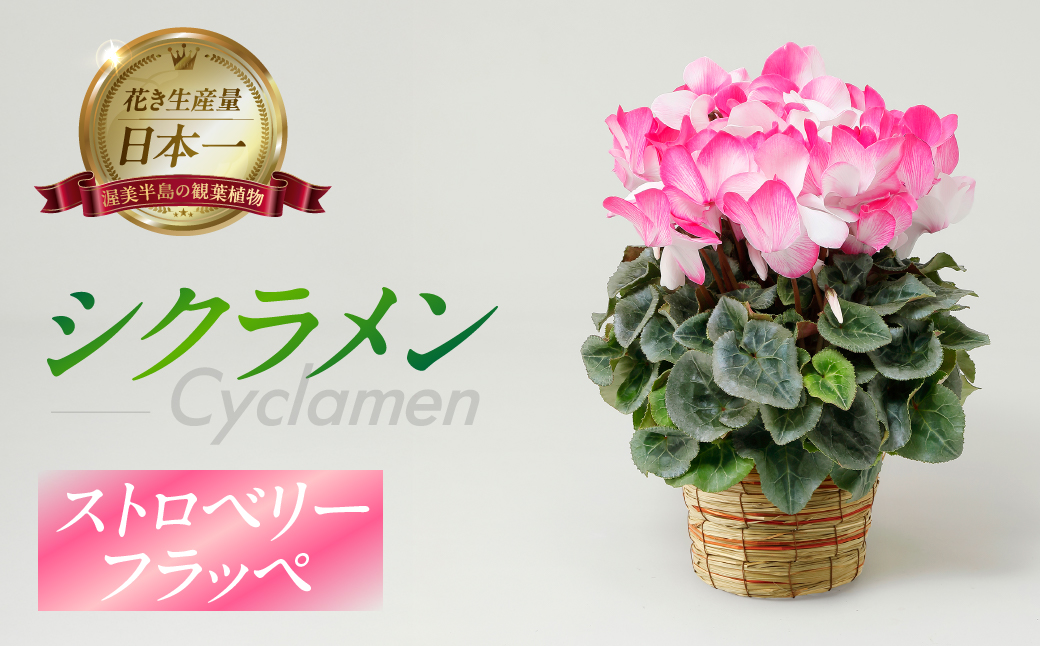 シクラメン ストロベリーフラッペ 観葉植物 植物 5号鉢 人気 おしゃれ かわいい 初心者 枯れにくい 育てやすい お手入れ 室内 大鉢 中型 インテリア リビング 玄関 寝室 キッチン オフィス プレゼント ギフト 冬 クリスマス