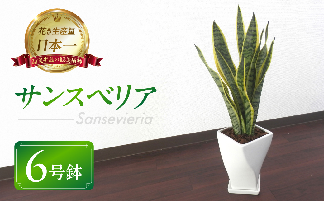 サンスベリア 6号鉢 観葉植物 植物 サンスベリア 人気 おしゃれ かわいい 初心者 枯れにくい 育てやすい お手入れ 室内 大鉢 中型 インテリア リビング 玄関 寝室 キッチン オフィス 店舗 プレゼント ギフト 新築 引っ越し