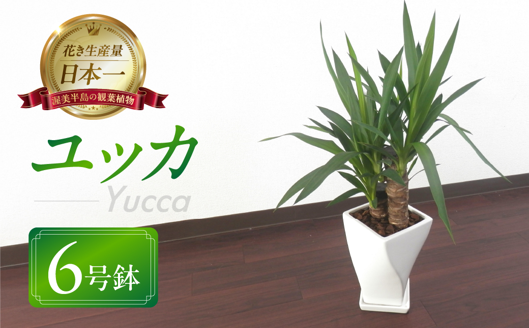 ユッカ 観葉植物 植物 6号鉢 人気 おしゃれ かわいい お手入れ 室内 大鉢 中型 インテリア リビング 玄関 寝室 キッチン オフィス プレゼント ギフト 新居 入居 インテリアグリーン グリーン 緑 植物