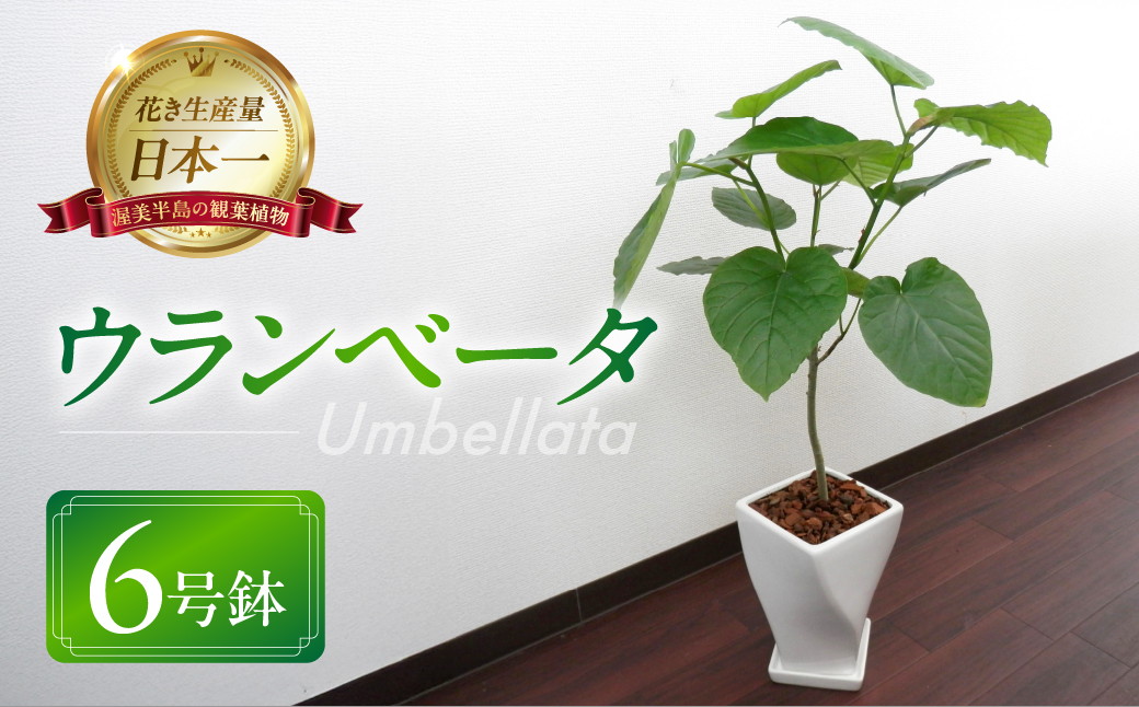 観葉植物 インテリア 人気 ギフト プレゼント リビング おしゃれ 鉢 鉢植え 通販 ユッカ 8号鉢 バスケット(お任せカゴ) ウンベラータ 観葉植物 植物 6号鉢 人気 おしゃれ かわいい お手入れ