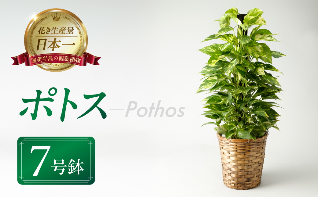 ポトス 7号鉢 観葉植物 植物 7号鉢 人気 おしゃれ かわいい お手入れ 室内 大鉢 中型 インテリア リビング 玄関 寝室 キッチン オフィス プレゼント ギフト 新居 入居 インテリアグリーン グリーン 緑 植物
