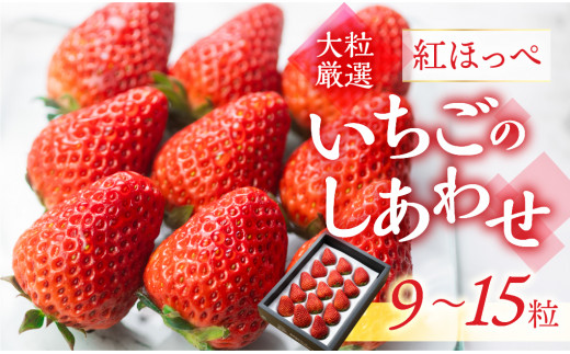 [愛知県・田原産]ブランドいちご「いちごのしあわせ」約9粒〜15粒 / 苺 イチゴ フルーツ 果物 農薬節減 愛知県 特産品 産地直送 田原市 渥美半島