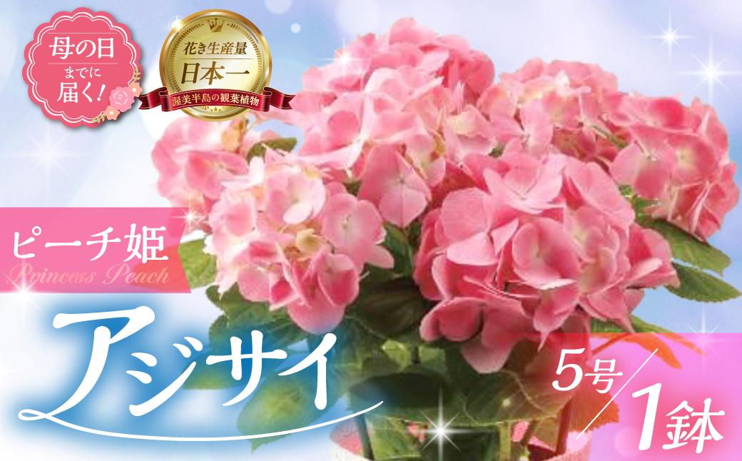[母の日までにお届け]アジサイ[ピーチ姫] アジサイ あじさい 紫陽花 花 鉢植え 鉢 鉢花 花 観葉植物 植物 5号鉢 人気 おしゃれ かわいい 母の日 プレゼント 贈り物 贈答 ギフト 冬 フラワーギフト 母の日 ありがとう お母さん 母 記念日
