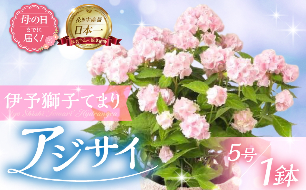 [母の日までにお届け]アジサイ[伊予獅子てまり] アジサイ あじさい 紫陽花 花 鉢植え 鉢 鉢花 花 観葉植物 植物 5号鉢 人気 おしゃれ かわいい 母の日 プレゼント 贈り物 贈答 ギフト 冬 フラワーギフト 母の日 ありがとう お母さん 母 記念日