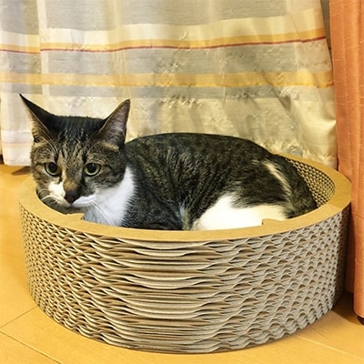 ダンボールねこちぐら