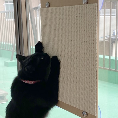 猫爪とぎオンリーキャット 猫の板(吸盤タイプ)