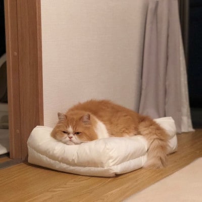 猫ベッド 国産日本製 ねこのためのまくら Lサイズ 大きめで丸洗いできる