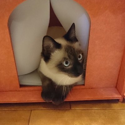 キャットハウス(カーテン、クッション、窓付き) ライトグレー　1個