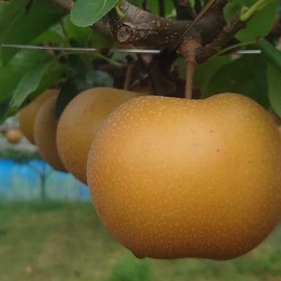 梨　5kg　幸水・豊水・あきづき【配送不可地域：離島・北海道・沖縄県・東北・中国・四国・九州】