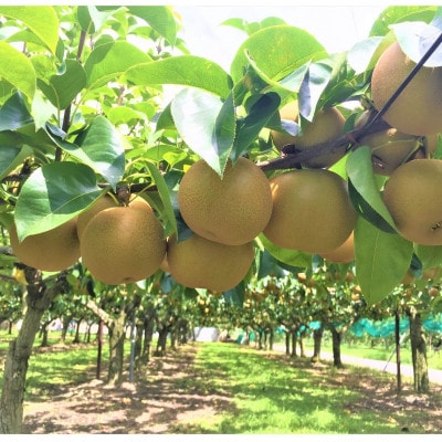 あきづき梨【2024年9月より順次発送】【配送不可地域：離島・北海道・沖縄県・東北・中国・四国・九州】