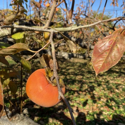 茂俊結の富有柿