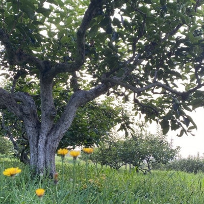 茂俊結の富有柿　約3kg(16個)