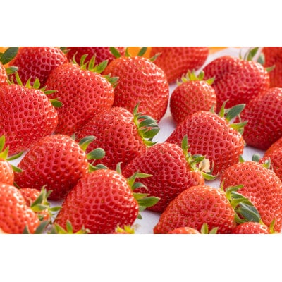 【産直】完熟よつぼし『四重奏』　愛知県みよし市　2パック(約500g)【配送不可地域：離島・北海道・沖縄県】