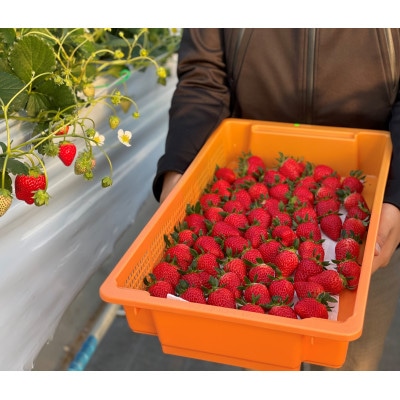 【産直】冷凍いちご　よつぼし　愛知県みよし市　1Kg【配送不可地域：離島】