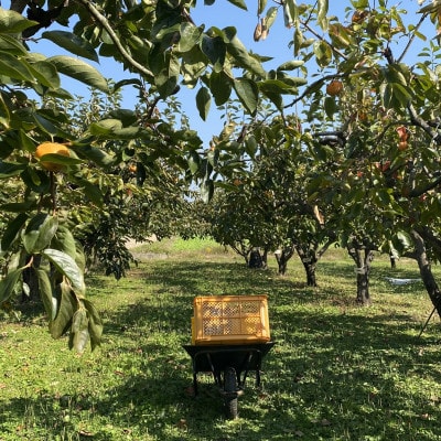 茂俊結の富有柿　約3kg(16個)
