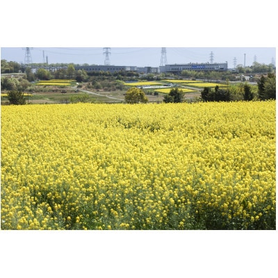 なのはな油600g×2(愛知県産菜種100%使用、昔ながらの一番搾り製法)