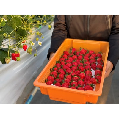 【産直】完熟よつぼし『四重奏』　愛知県みよし市　2パック(約500g)【配送不可地域：離島・北海道・沖縄県】