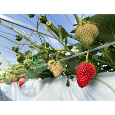 【産直】冷凍いちご　よつぼし　愛知県みよし市　1Kg【配送不可地域：離島】