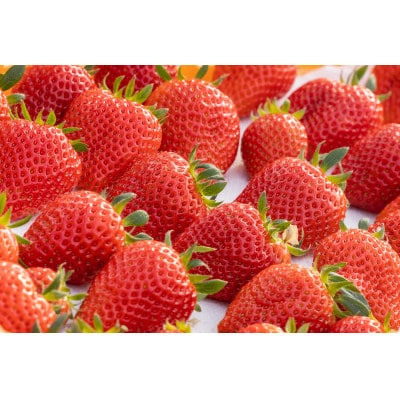 【産直】完熟よつぼし『四重奏プレミアム』　愛知県みよし市　【配送不可地域：離島・北海道・沖縄県】