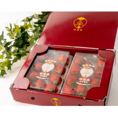 【産直】完熟よつぼし『四重奏』　愛知県みよし市　2パック(約500g)【配送不可地域：離島・北海道・沖縄県】